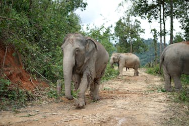 Half-Day Chang Chill Elephant Sanctuary Tour
